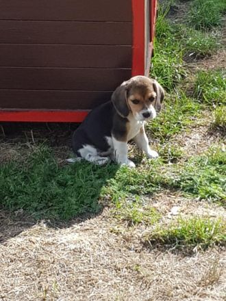 Beagle vom Deichgraf