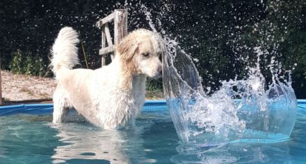 Urlaub mit Hund am Chiemsee