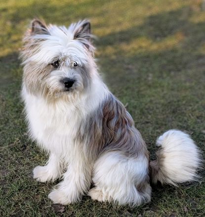 Ein Elo®-Hund aus Franken - Elo®-Welpe von Werths Echte