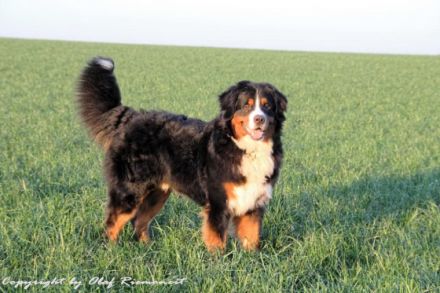 Banuk Brasil von den Brüner Höhen