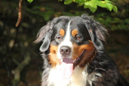 Banuk Brasil von den Brüner Höhen