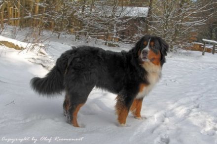 Banuk Brasil von den Brüner Höhen