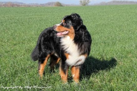 Banuk Brasil von den Brüner Höhen