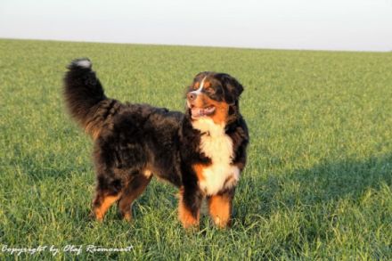 Banuk Brasil von den Brüner Höhen