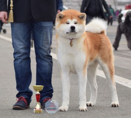 SANGO GO Zero-Sen-Ken