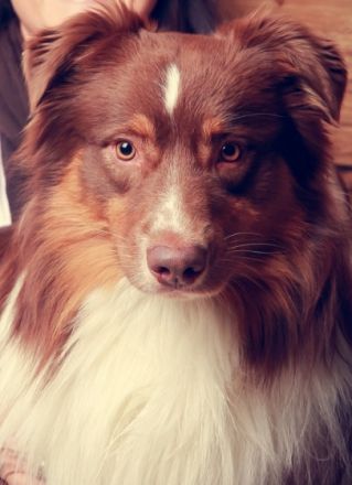 Trulyawesome Knock On Wood