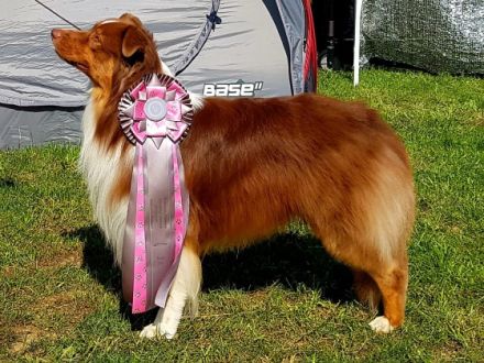 Trulyawesome Knock On Wood