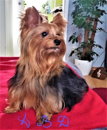 Diamond Boy Dallas from the garden of Maar