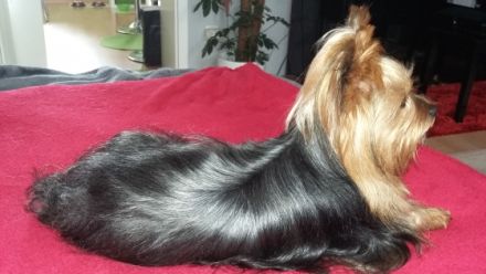 Diamond Boy Dallas from the garden of Maar