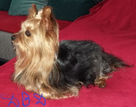 Diamond Boy Dallas from the garden of Maar