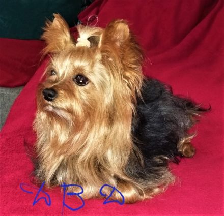 Diamond Boy Dallas from the garden of Maar