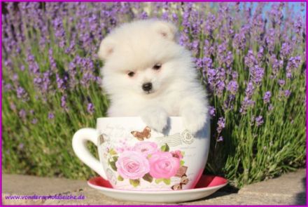 Großspitzwelpen merle gescheckt von der Arnold´s Eiche