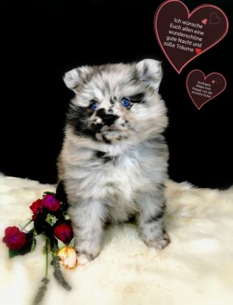 Großspitzwelpen merle gescheckt von der Arnold´s Eiche