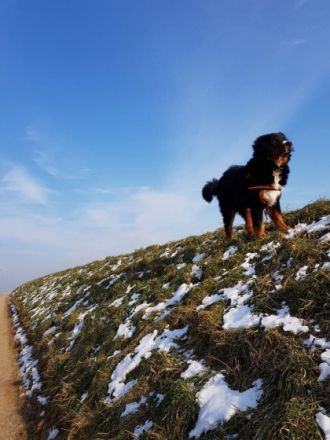 Nugget von Baumberg am Rhein