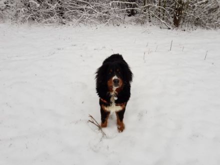 Nugget von Baumberg am Rhein