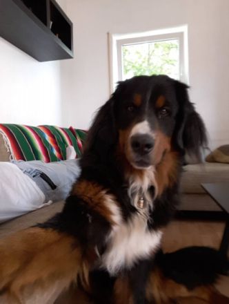 Nugget von Baumberg am Rhein