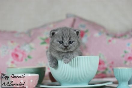 Britisch Kurzhaar / british shorthair