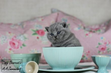 Britisch Kurzhaar / british shorthair
