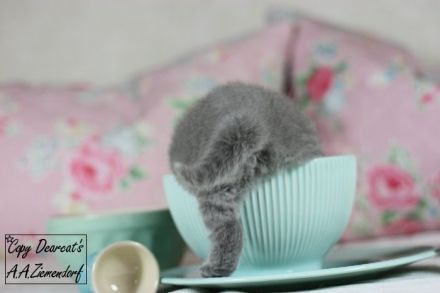 Britisch Kurzhaar / british shorthair