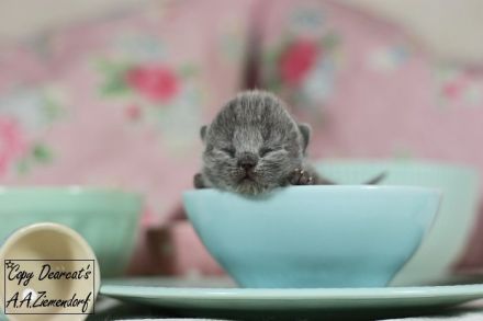 Britisch Kurzhaar / british shorthair