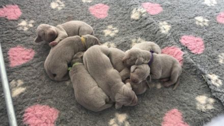 Wir sind eine genehmigte, seriöse Zucht aus Nettetal