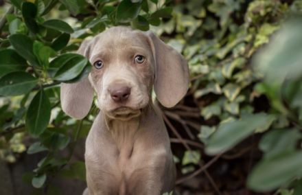 Wir sind eine genehmigte, seriöse Zucht aus Nettetal