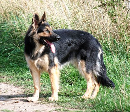 vom Ostdeutschen Eck