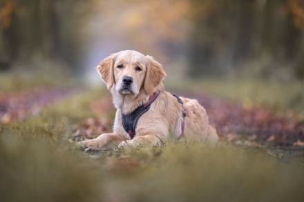 Landhun.de Hundeschule - Bianca Oelscher