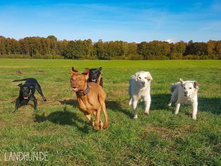 Landhun.de Hundeschule - Bianca Oelscher