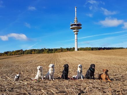 Landhun.de Hundeschule - Bianca Oelscher