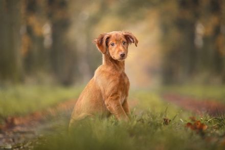 Landhun.de Hundeschule - Bianca Oelscher