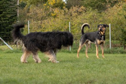 Landhun.de Hundeschule - Bianca Oelscher