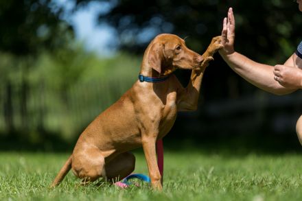 Landhun.de Hundeschule - Bianca Oelscher