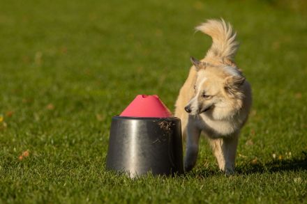 Landhun.de Hundeschule - Bianca Oelscher