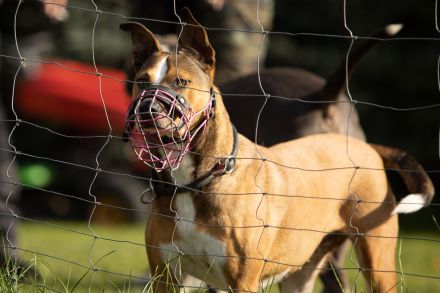 Landhun.de Hundeschule - Bianca Oelscher