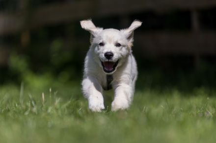 Landhun.de Hundeschule - Bianca Oelscher
