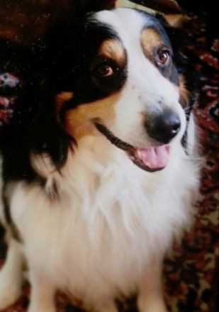 Sören Schnabel Dogsitting