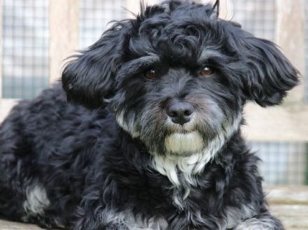 Gucci von den lustigen Kobolden