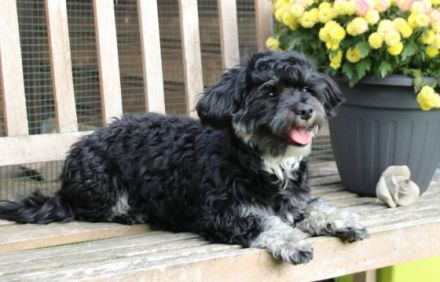 Gucci von den lustigen Kobolden