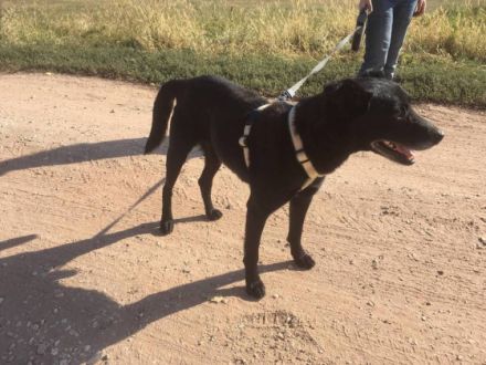 MERLIN - schwarze Schönheit sucht Zuhause