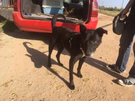 MERLIN - schwarze Schönheit sucht Zuhause