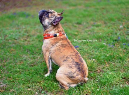 Hitch Angels & Devils