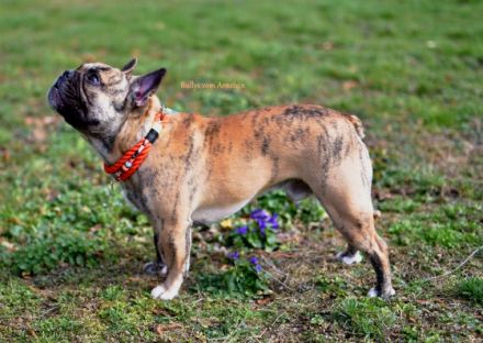 Hitch Angels & Devils