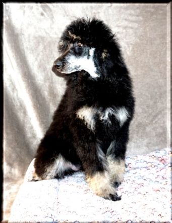 Chateau de Fontainebleau