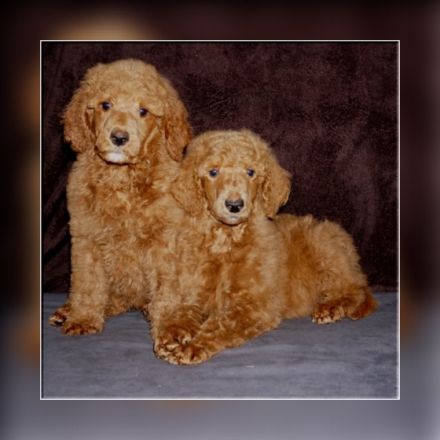 Chateau de Fontainebleau