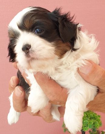 Reinrassige Shih-tzu Welpen abzugeben. Tricolor , Sie