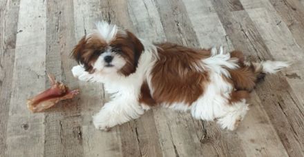 Reinrassige Shih-tzu Welpen abzugeben. Tricolor , Sie