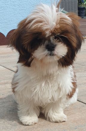 Reinrassige Shih-tzu Welpen abzugeben. Tricolor , Sie