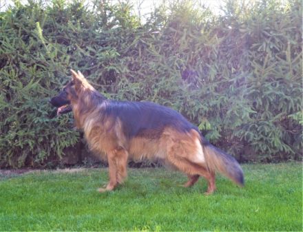 Champ vom Bibergrund