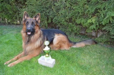 Champ vom Bibergrund